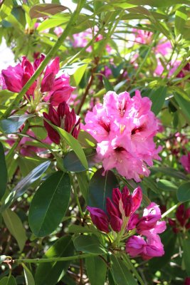 Rhododendron - pěnišník - kvetoucí
